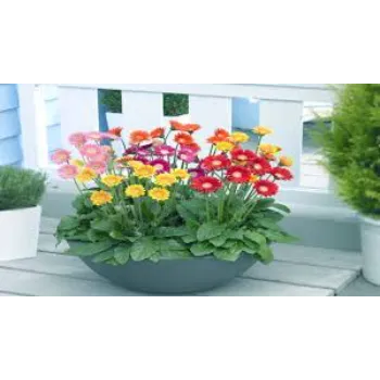 Fresh Gerbera Daisy Plant
